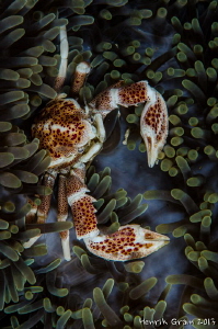 Porcelain Crab by Henrik Gram Rasmussen 